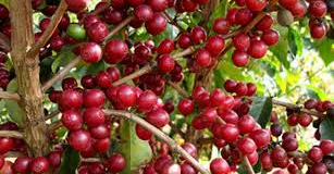 Consórcio americano quer investir na produção do café