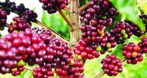 Ganda produz mais café