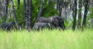 Parque Nacional reforça vigilância
