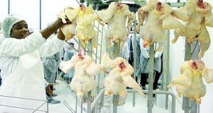 Grande investimento na produção de carne
