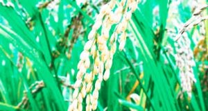 Chicala produz cereais