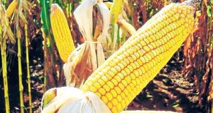 Crédito Agrícola retomado este ano