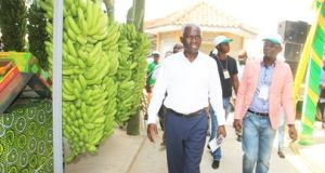 Angola vai exportar banana