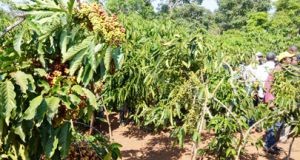 Produção de café cresce no Uíge