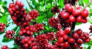 Jovens na produção do café