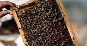 Produção de mel no Bié em grande crescimento