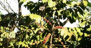 Café Ginga é exportado para vários mercados