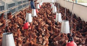 Fazenda “Cacanda” reduz importações