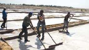 Excedentes na produção de peixe e sal