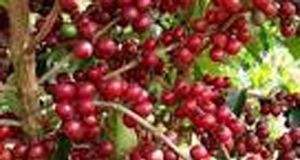 Exportação de café para os EUA e China