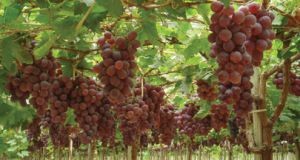 Cultivo de uva está em curso na Matala