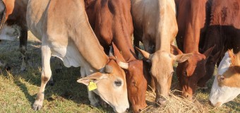 Huambo produz feno-silagem para abastecer país