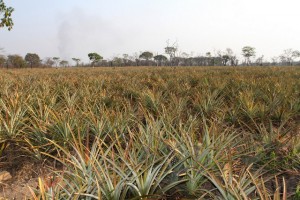 PLANTAÇÃO DE ANANÁS NO MUNICÍPIO DO BOCOIO NA PROVÍNCIA DE BENGUELA FOTO: CLEMENTE SANTOS
