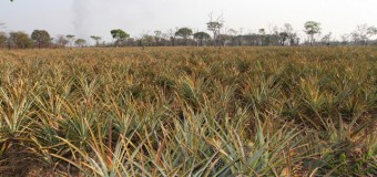 Fábrica de sumos do Bocoio alavanca produção agrícola