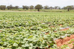 SUL-AFRICANOS QUEREM APROVEITAR POTENCIALIDADES HÍDRICAS DO PAÍS FOTO: LUCAS NETO