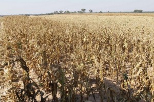 BIÉ: PRODUCÃO DE MILHO NA FAZENDA AGRO-INDUSTRIAL - CAMACUPA FOTO: ROSÁRIO DOS SANTOS