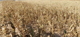 Fundo soberano investe USD 4 milhões na produção de milho e soja