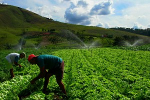 PAÍS TEM UM GRANDE POTENCIAL AGRÍCOLA MAS CARECE DE ALTA TECNOLOGIA FOTO: ROSÁRIO DOS SANTOS