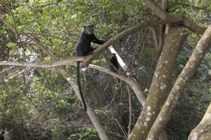 UMA ESPÉCIE DE MACACO NO PARQUE NACIONAL DA QUISSAMA (FOTO ARQUIVO) FOTO: LUCAS NETO