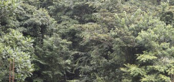 País tem 69 milhões de hectares de cobertura florestal produtiva