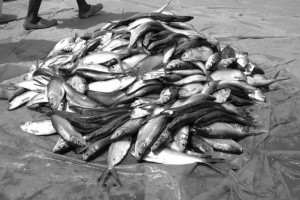 PEIXE SARDINHA, VULGARMENTE CONHECIDO COMO LAMBULA FOTO: ROSARIO DOS SANTOS