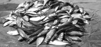 Feira das Pescas prevê colmatar cortes na cadeia de valores
