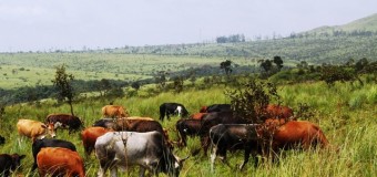 Recenseamento Agro-pecuário arranca em Fevereiro de 2020