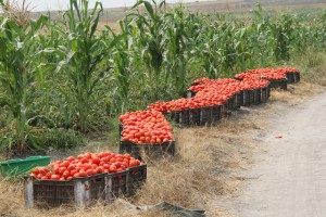 CULTIVO DE MILHO E TOMATE FOTO: CLEMENTE DOS SANTOS