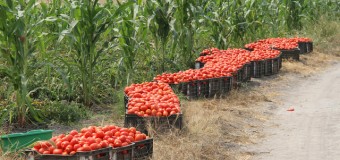 Bengo colhe mais de 400 mil toneladas de produtos agrícolas