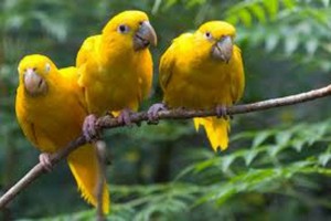 ENCONTRO ANALISA MIGRAÇÃO DE AVES NO MUNDO FOTO: FOTO DIVULGAÇÃO