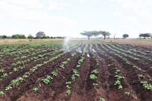 GOVERNO QUER MANTER FUNCIONAMENTO DAS EMPRESAS PRODUTIVAS FOTO: MORAIS SILVA