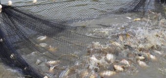 Falta de embarcações reduz captura de pescado
