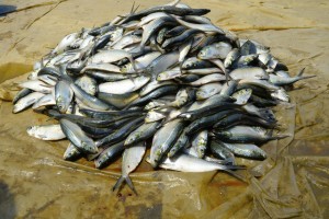 PEIXE SARDINHA, ESPÉCIE PELÁGICA FOTO: ROSARIO DOS SANTOS