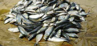 Níveis de captura de pescado aumentam no 1º trimestre