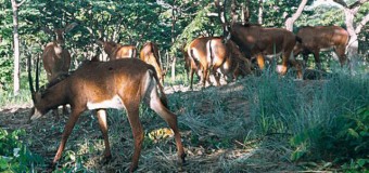 Ambiente lança projecto de combate ao comércio ilegal