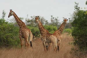 PARQUE NACIONAL DA KISSAMA Foto: ANGOP