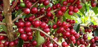 País vai colher cinco mil toneladas de café