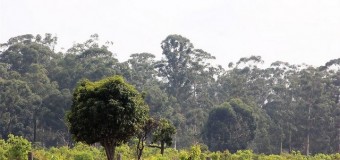 Pressão sobre as florestas preocupa autoridades ambientais