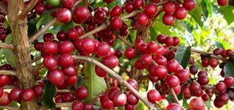 Café Ginga inicia exportação para Portugal