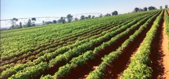 Angola e o FAO assinam acordo de parceria AgroProdesi