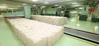 RELANÇAMENTO DA PRODUÇÃO DE ALGODÃO BENEFICIA MAIS DE MIL AGRICULTORES