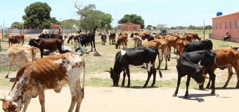 MINISTRO NEGA MORTE DE GADO DO TCHAD