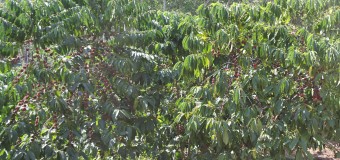ANGOLA TRABALHA NA REACTIVAÇÃO DA PRODUÇÃO DE CAFÉ