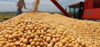 Financiadores internacionais promovem a soja de Angola