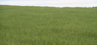 Produção de farinha de trigo passa contar com matéria-prima nacional