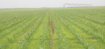 Governo lança programa para Agricultura Comercial