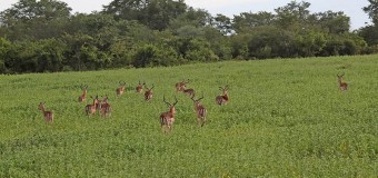 Angola aposta na conservação da biodiversidade