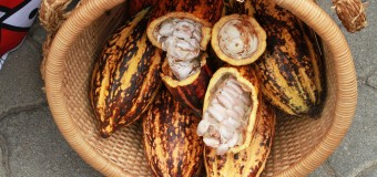 Angola produz mais de 30 mil toneladas de cacau/ano
