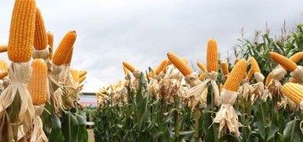Governo vai investir USD 5,7 mil milhões na produção de grãos