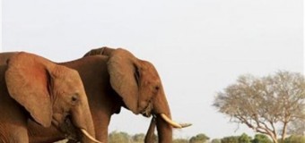 Descobertas ossadas de elefante de milhares de anos na Baía Farta